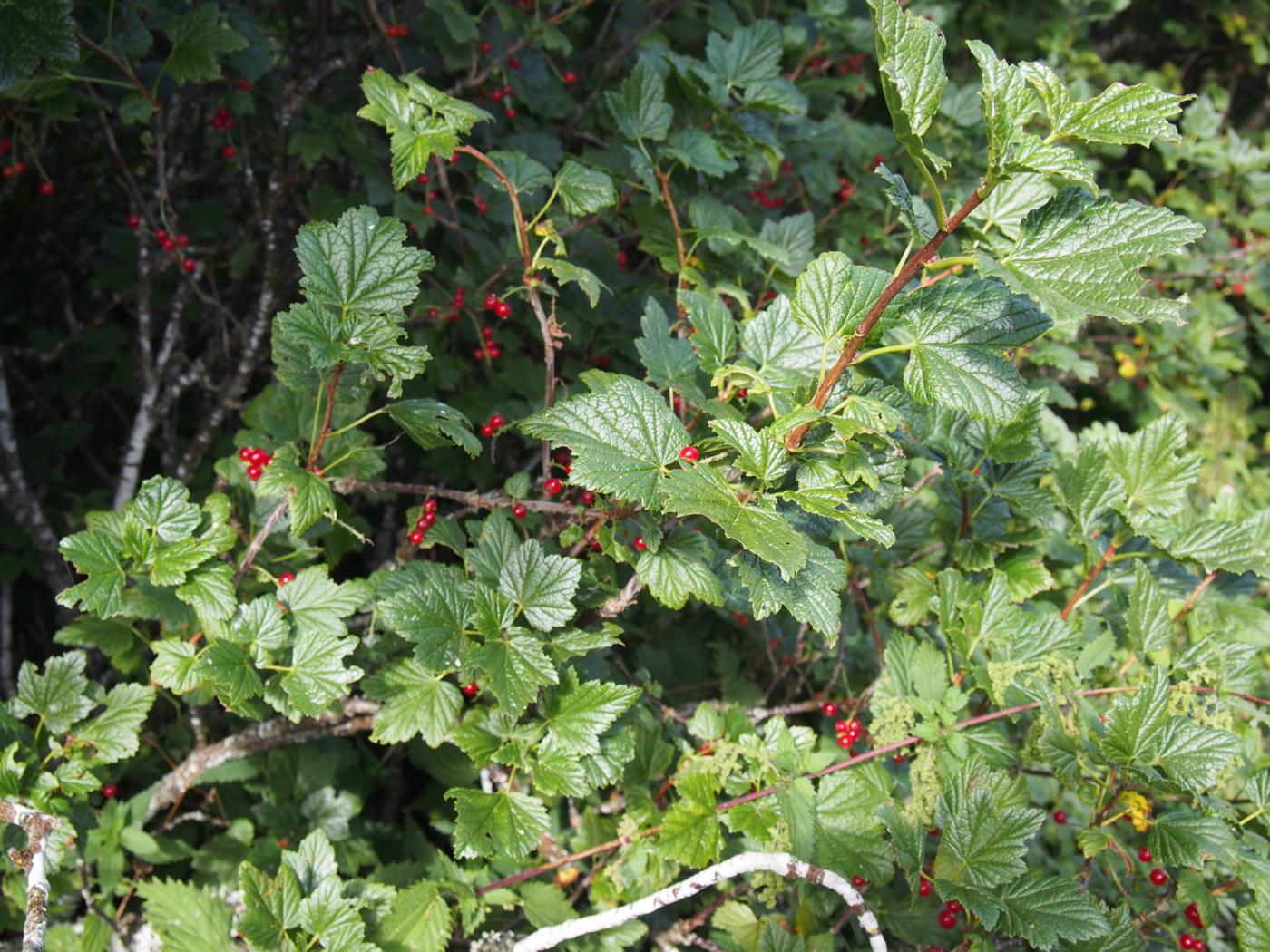 Currant, Rock Red plant